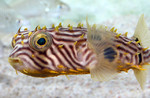 Cute Striped burrfish 